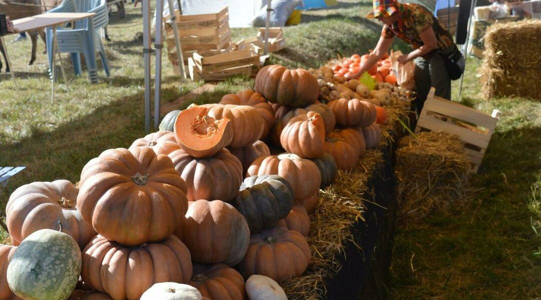 Foire à la citrouille de Saint-Mayme de Peyrerol