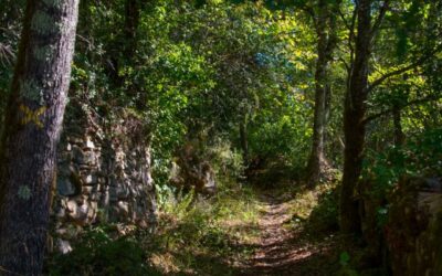 Réunion du groupe d’études Forêt et filière bois